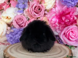 Mini Lop rabbits 🌸 VACCINATED MINI LOPS 🌸 xxx - Advert 7