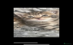 Mixed Breed cats for sale: Kittens for sale !!! - Image 5