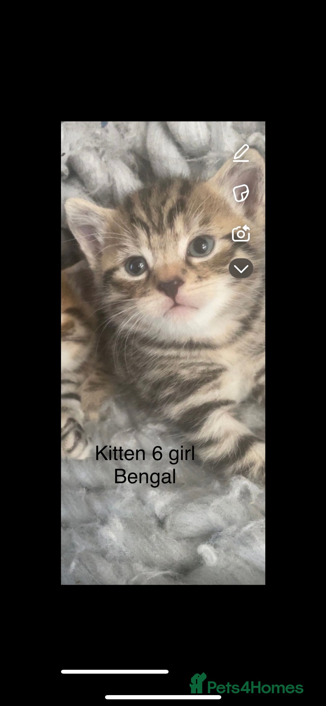 Mixed Breed cats for sale: Kittens for sale !!! - Image 5