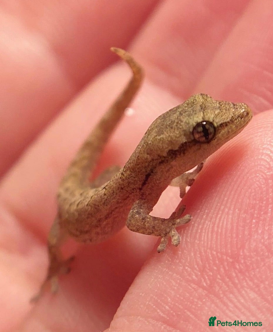 Gecko reptiles for sale: Mourning geckos for sals - Advert 3