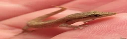 Gecko reptiles for sale: Mourning geckos for sals - Advert 1
