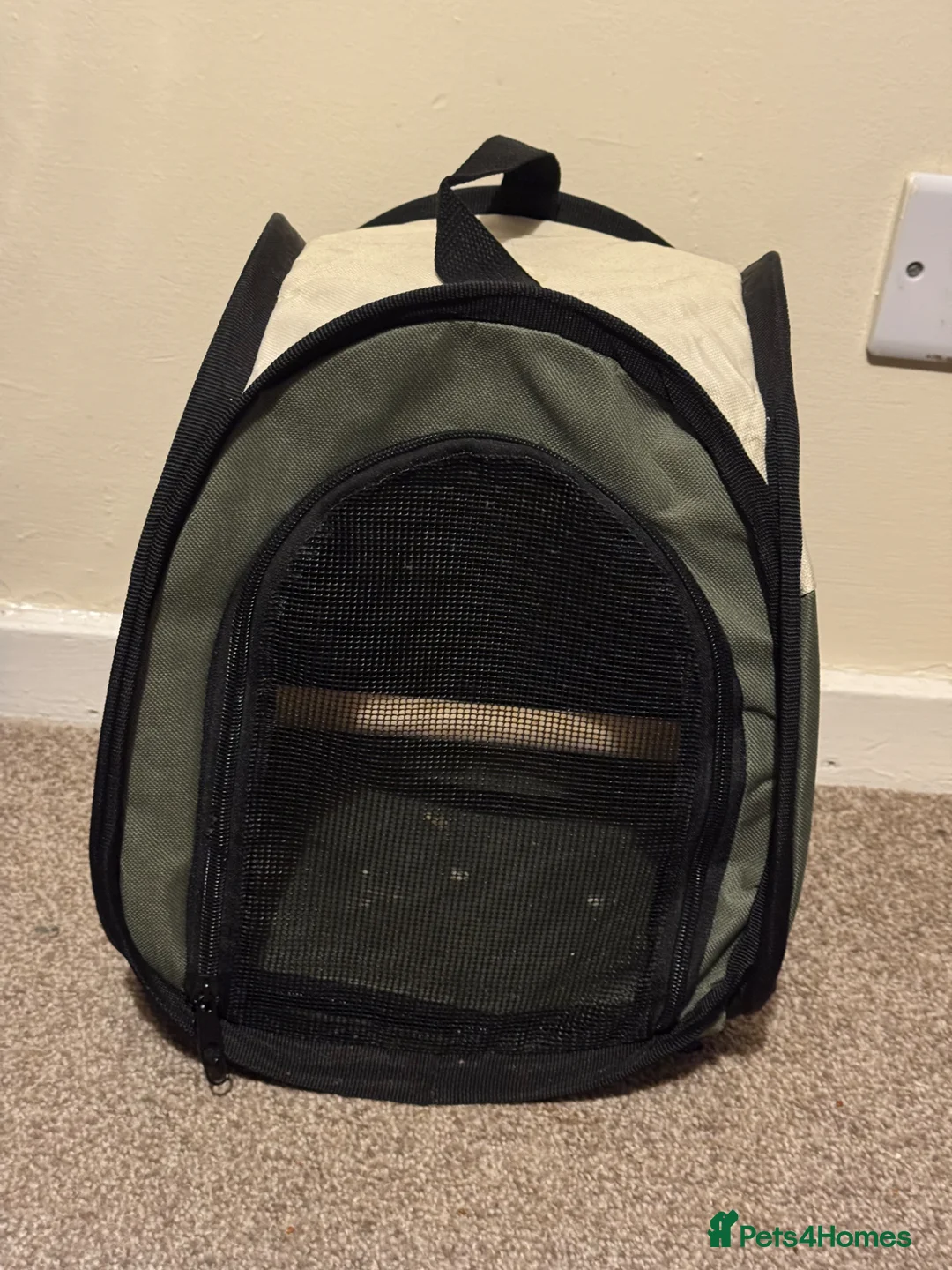Conures birds for sale: Violet blue yellowsided conure in Andover - Advert 5