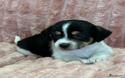Jack Russell dogs for sale: Quality litter of beautiful Jack Russell puppies  - Image 13