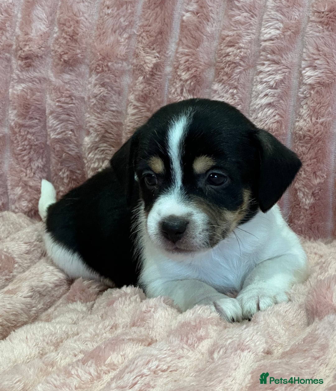 Jack Russell dogs for sale: Quality litter of beautiful Jack Russell puppies  - Image 13