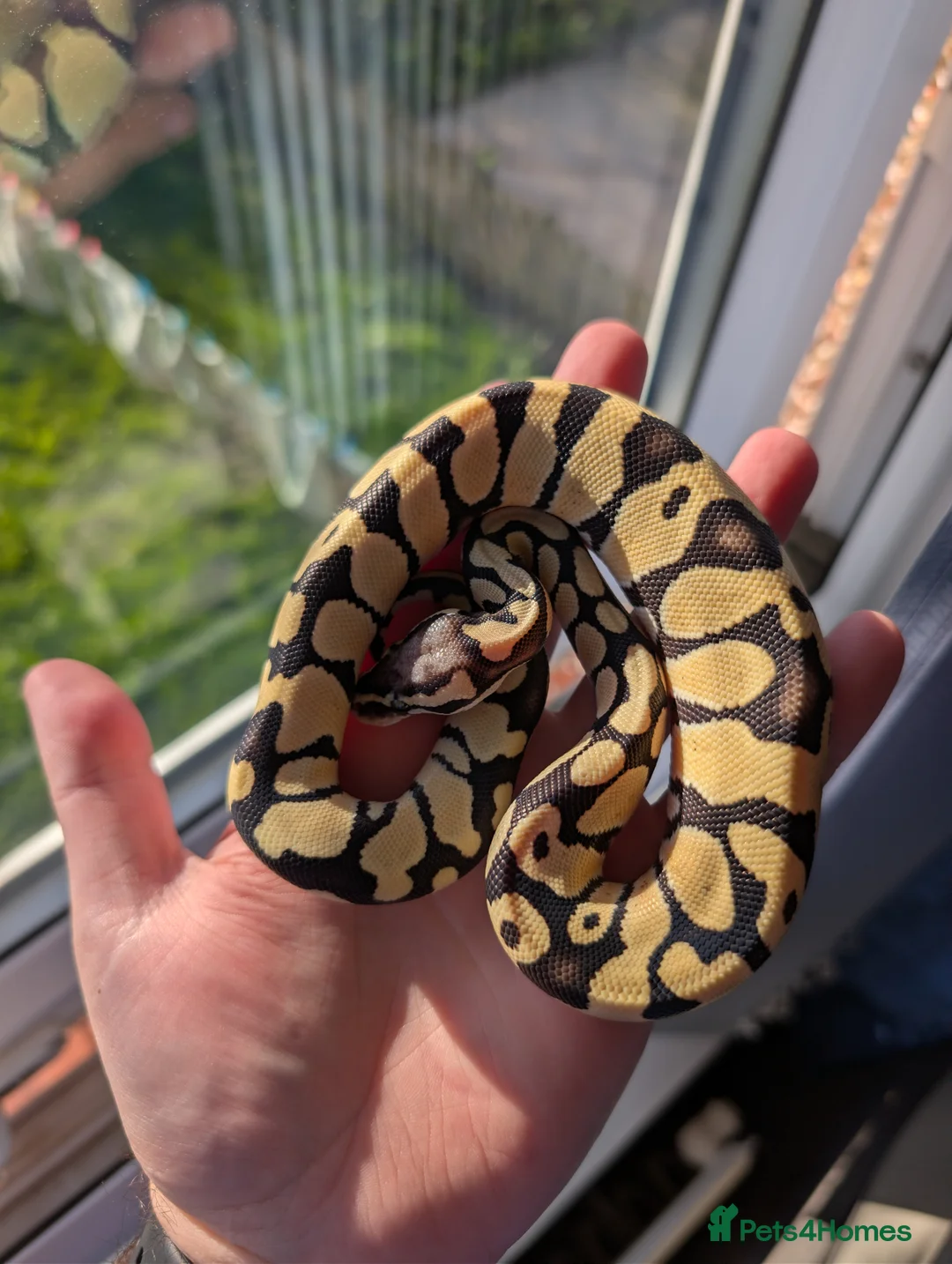 Python Snake reptiles for sale: Pastel Desert Ghost - Advert 2