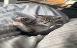 British Shorthair cats for sale: Grey and White Kitten - Image 6