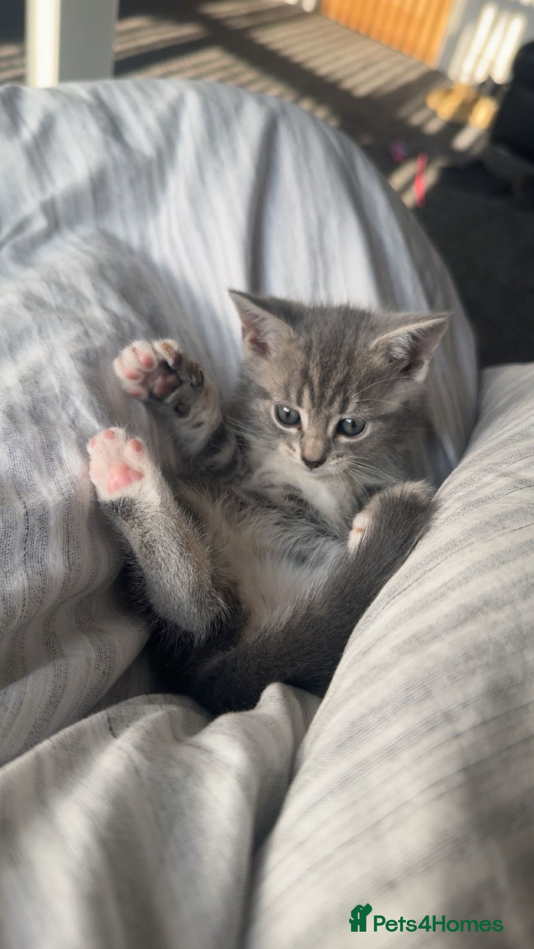 British Shorthair cats for sale: Grey and White Kitten - Image 6