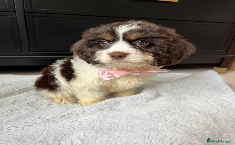 Cavapoo dogs - Advert 2
