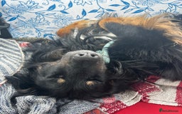 Mixed Breed dogs for sale: Rufty - Image 3