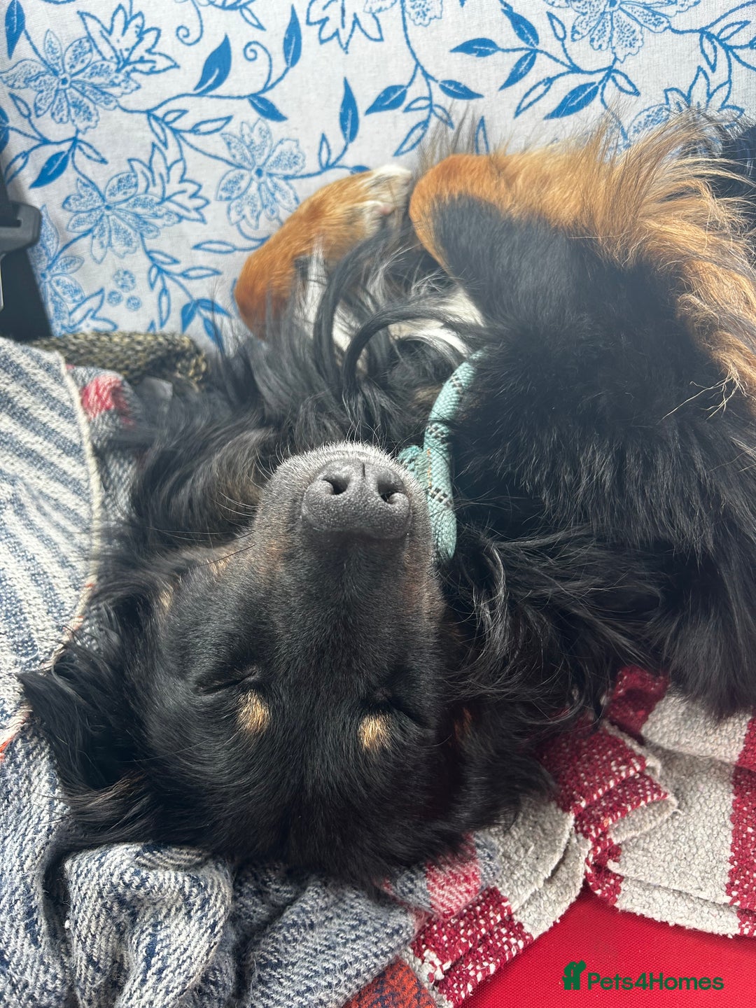 Mixed Breed dogs for sale: Rufty - Image 3