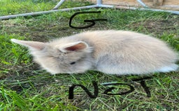 Lionhead rabbits for sale: Lion head  - Image 18