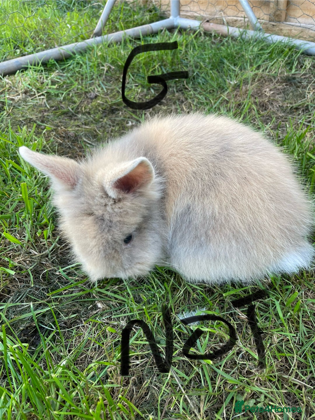 Lionhead rabbits for sale: Lion head  - Image 18
