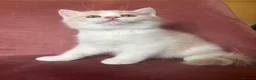 British Shorthair cats for sale: 5 BEAUTIFUL BRITISH SHORTHAIR 💕 - Advert 14