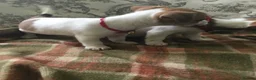 Jack Russell dogs for sale: 2 GORGEOUS JACK RUSSELL PUPS LOOKIN 4 FOREVER HOME - Advert 8
