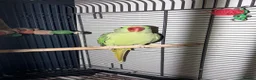 Parrots birds for sale: Alexandrine parrot in Birmingham - Advert 1
