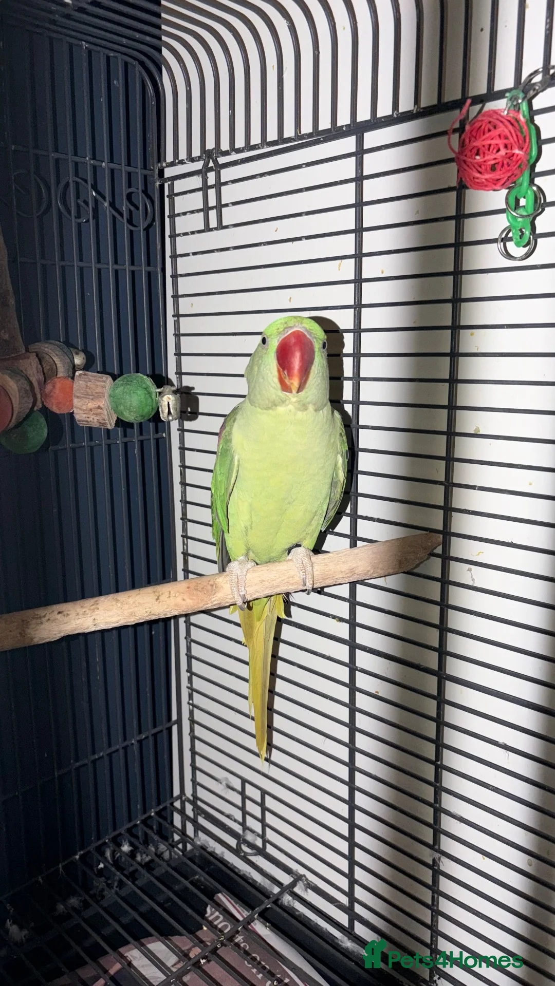 Parrots birds for sale: Alexandrine parrot in Birmingham - Advert 1