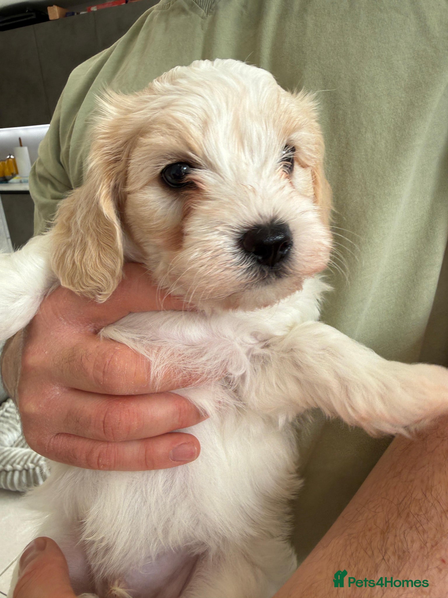 Mixed Breed dogs Beautiful Maltipoo puppies 3x available  - Advert 12