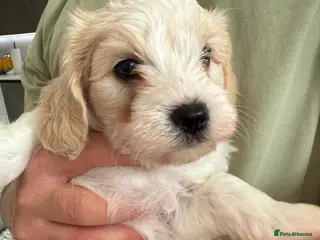 Mixed Breed dogs Beautiful Maltipoo puppies 3x available - Advert 12