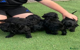 Cockapoo dogs for sale: Cockapoo puppy’s boys/girls - Image 14