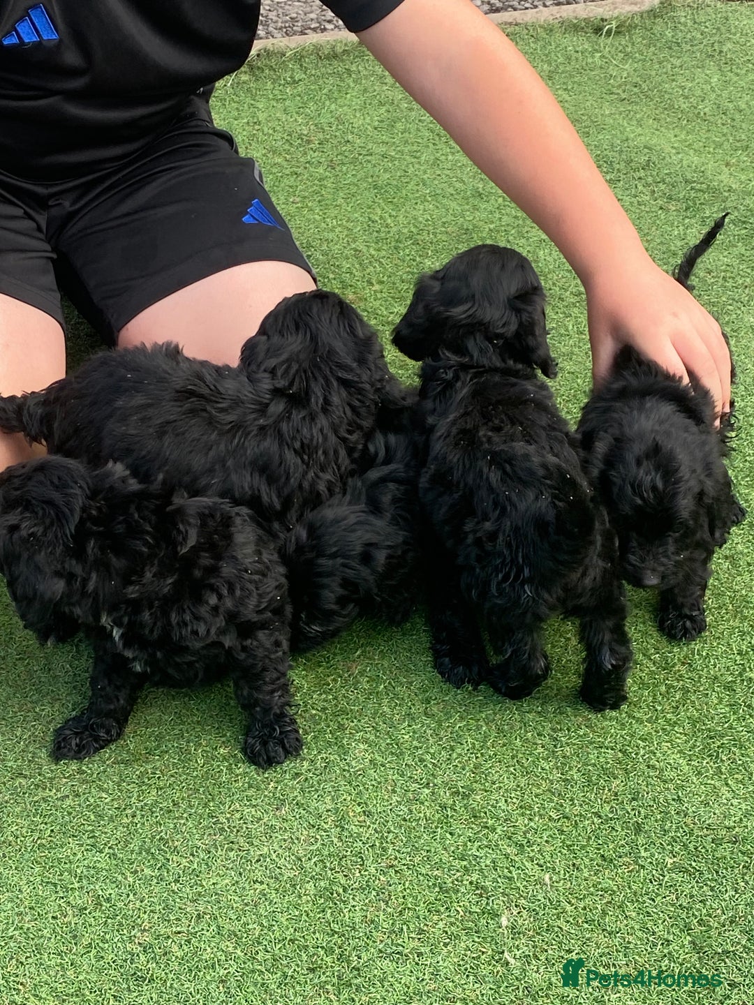 Cockapoo dogs for sale: Cockapoo puppy’s boys/girls - Image 14