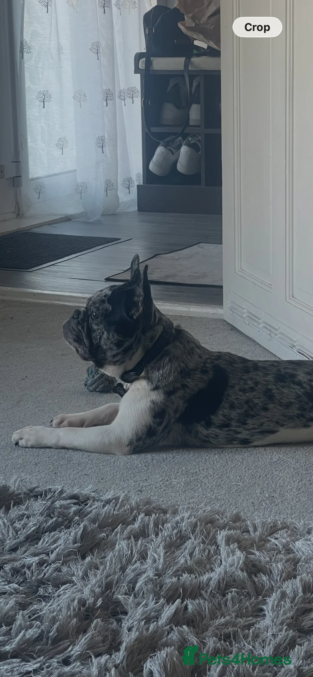 French Bulldog dogs for sale: French bulldog  - Advert 4