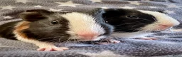 Guinea Pig rodents for sale: A Pair of Adorable Baby Guinea Pigs - Advert 9