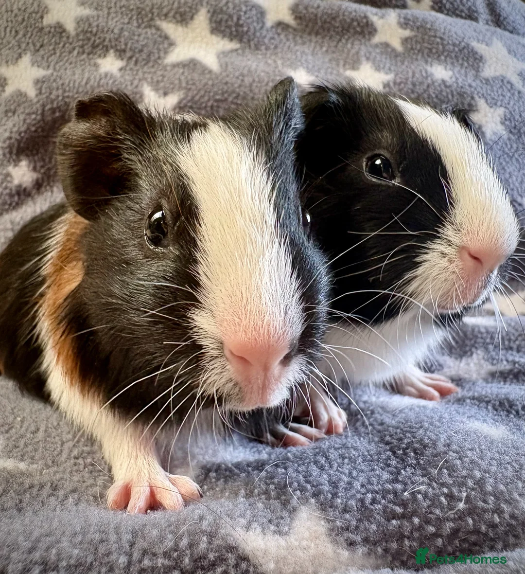 Guinea Pig rodents for sale: A Pair of Adorable Baby Guinea Pigs - Advert 9