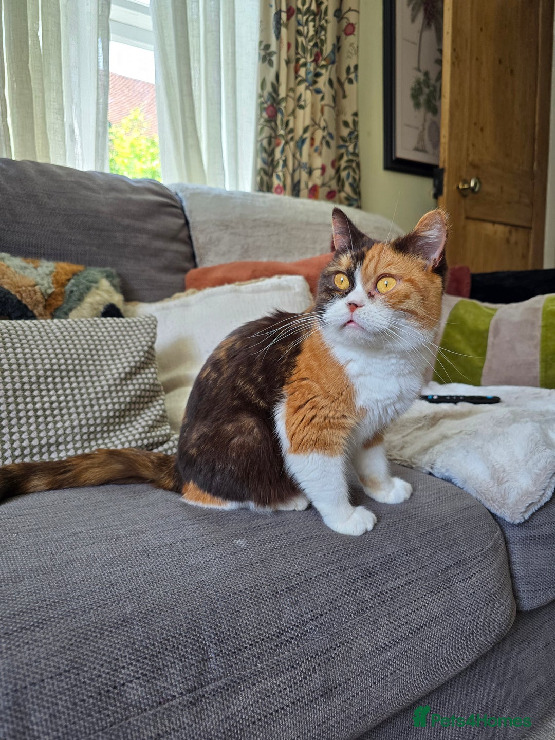 British Shorthair cats for sale: Chocolate Bi-colour GCCF registered boy - Image 11