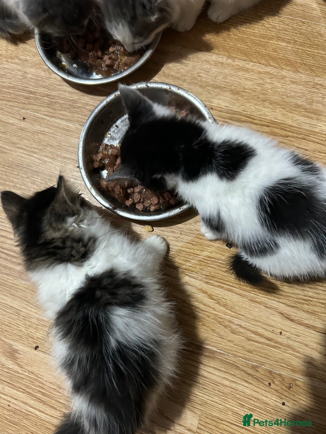 Mixed Breed cats for sale: Fluffy kittens  - Image 8