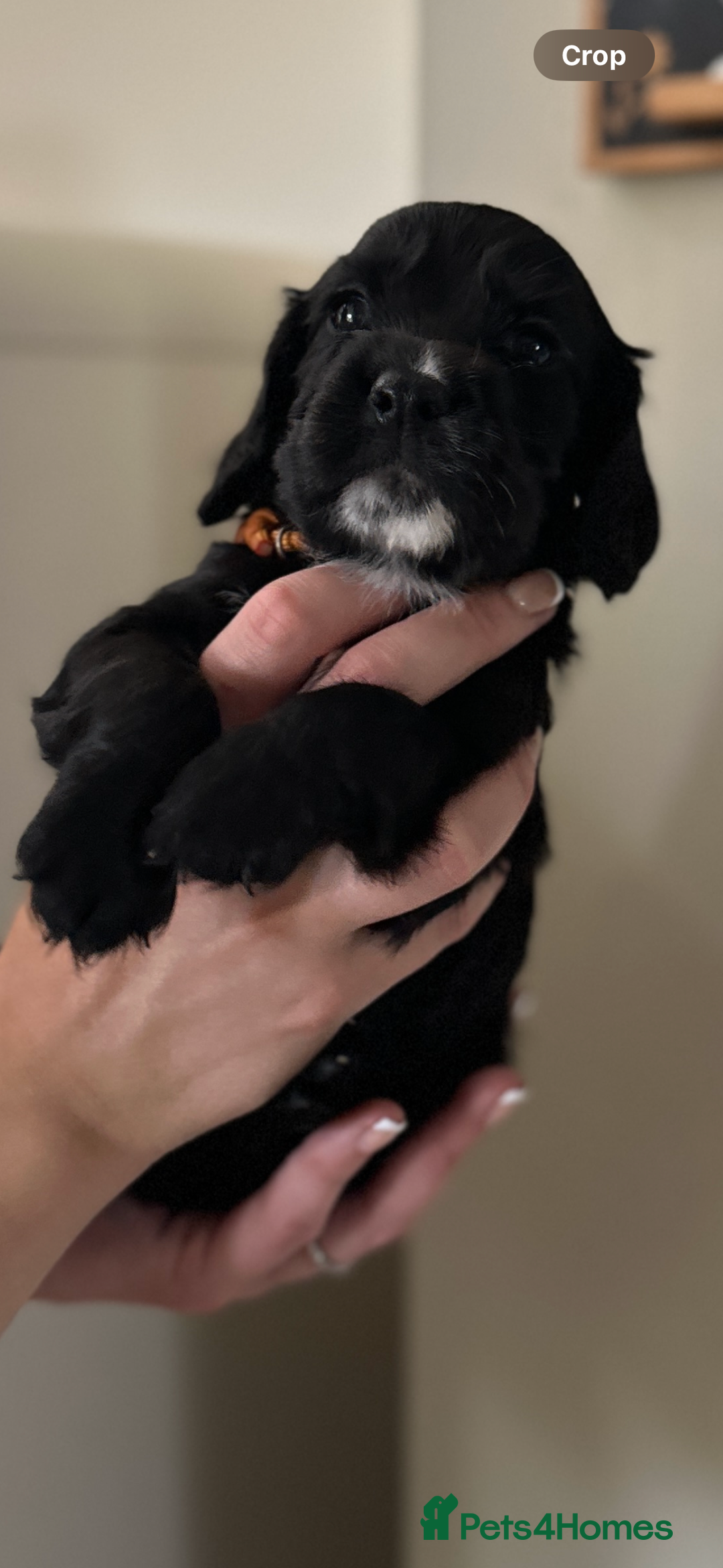Cocker Spaniel dogs for sale: Upcoming Litter: KC Working Cocker Puppies - Image 28