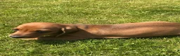 Miniature Dachshund dogs for sale: KC REG Miniature dachshunds. Council licensed in Airdrie - Advert 22