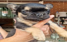 French Bulldog dogs for sale: Reduced! KC Fluffy  French Bulldog READY TO GO! - Image 7