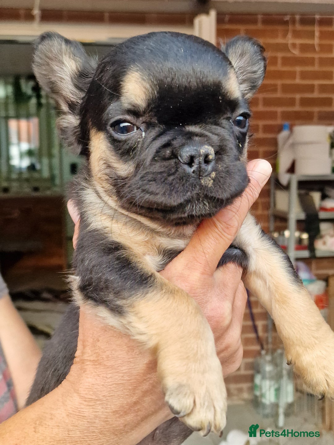 French Bulldog dogs for sale: Reduced! KC Fluffy  French Bulldog READY TO GO! - Image 7