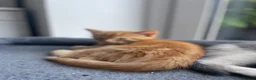 Maine Coon cats for sale: Maine coon crossed kittens for sale - Advert 20