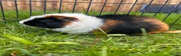 Guinea Pig rodents for sale: Hawk & Panda  - Advert 14