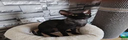 Cornish Rex cats for sale: Cornish Rex tabby kitten for sale  - Advert 2