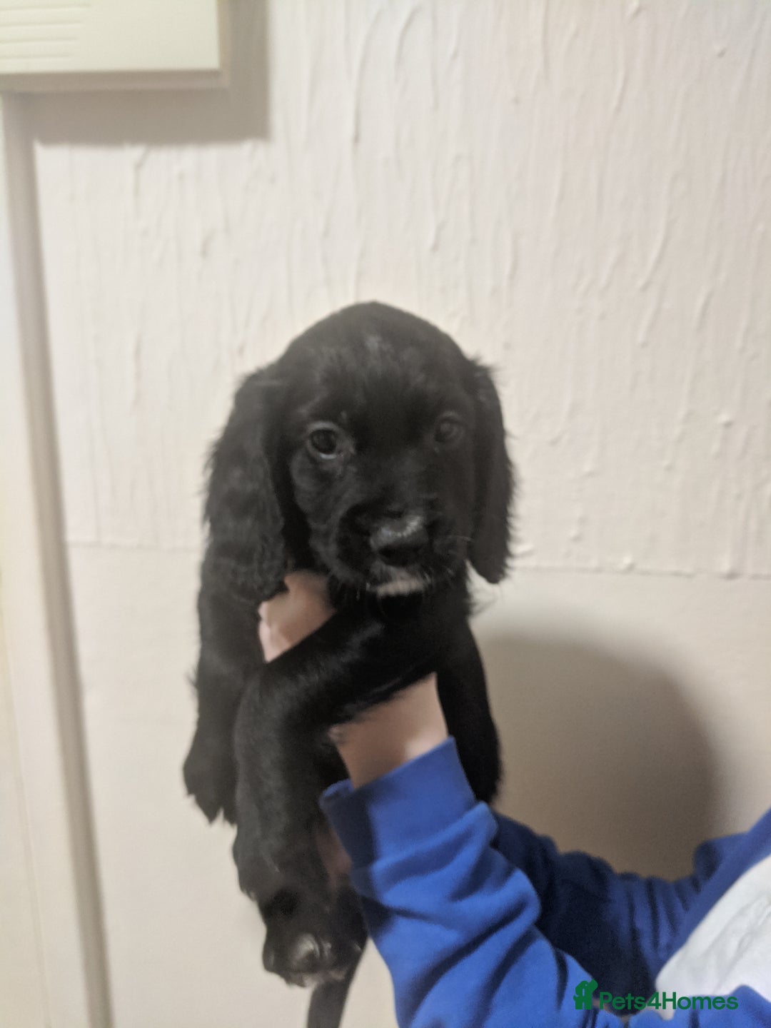 Cocker Spaniel dogs for sale: Only 3 beautiful kc working cocker spaniels left  - Advert 6