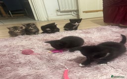 Mixed Breed cats for sale: 6 playful kitties ready to leave - Image 2