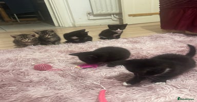 Mixed Breed cats - Advert 2