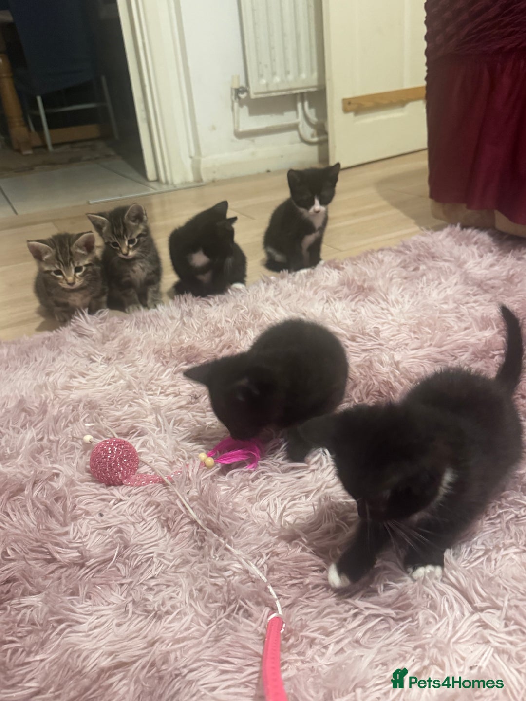 Mixed Breed cats for sale: 6 playful kitties ready to leave - Image 2