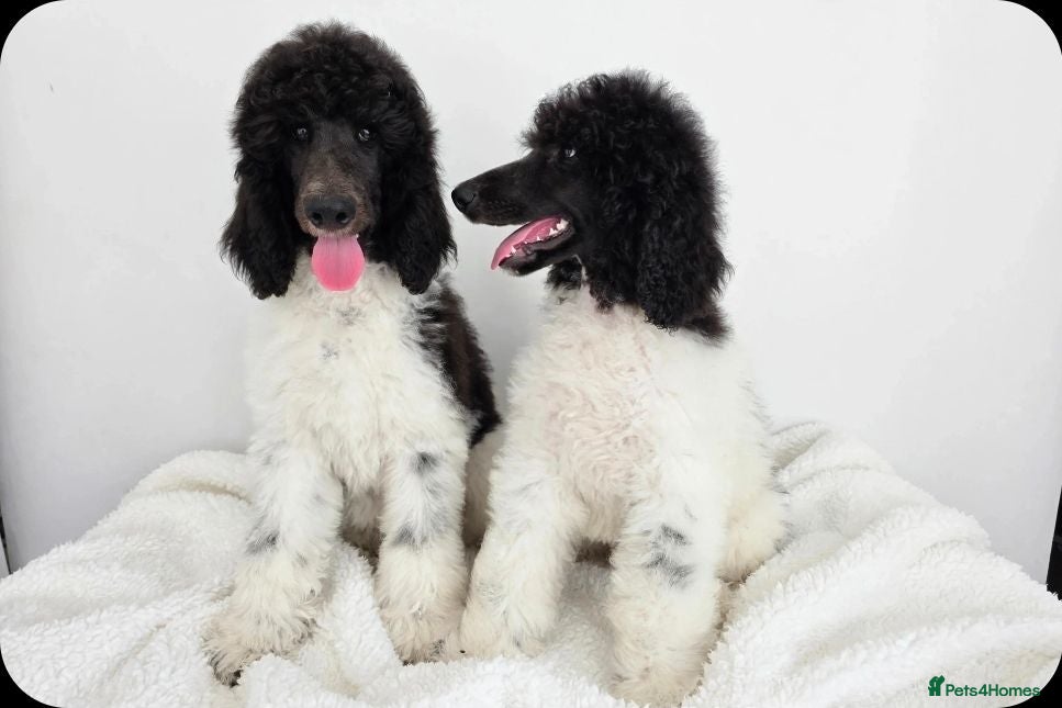 Standard Poodle dogs Stunning kc registered standard poodle puppies  - Advert 6