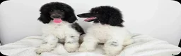 Standard Poodle dogs for sale: Stunning kc registered standard poodle puppies  - Advert 5