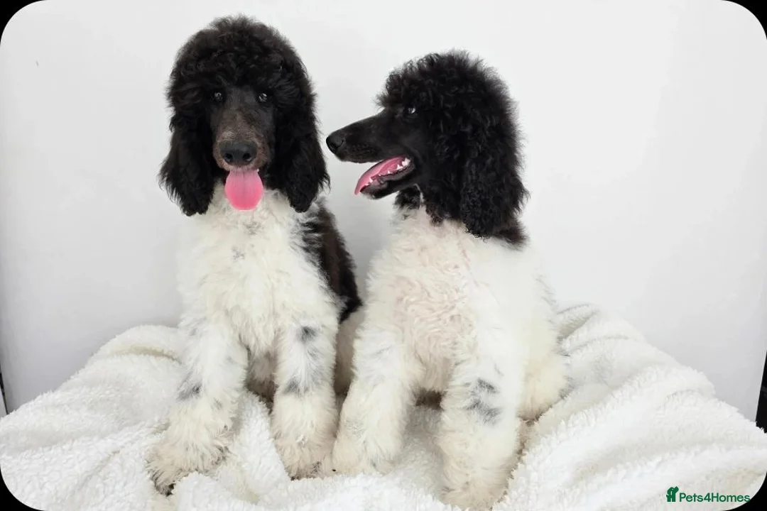 Parti Poodle Large Standard Poodle Puppies For Sale Phantom Standard Older Standard Poodles For Sale Poodle Color Black Giant  Poodle Phantom Standard Standard Parti