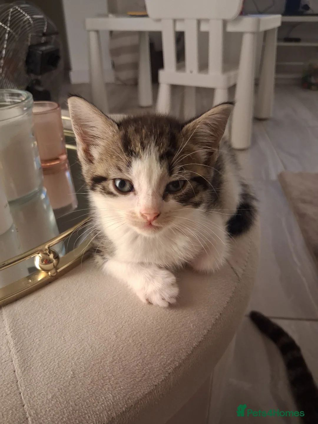 Mixed Breed cats for sale: 6 Gorgeous kittens - Advert 2