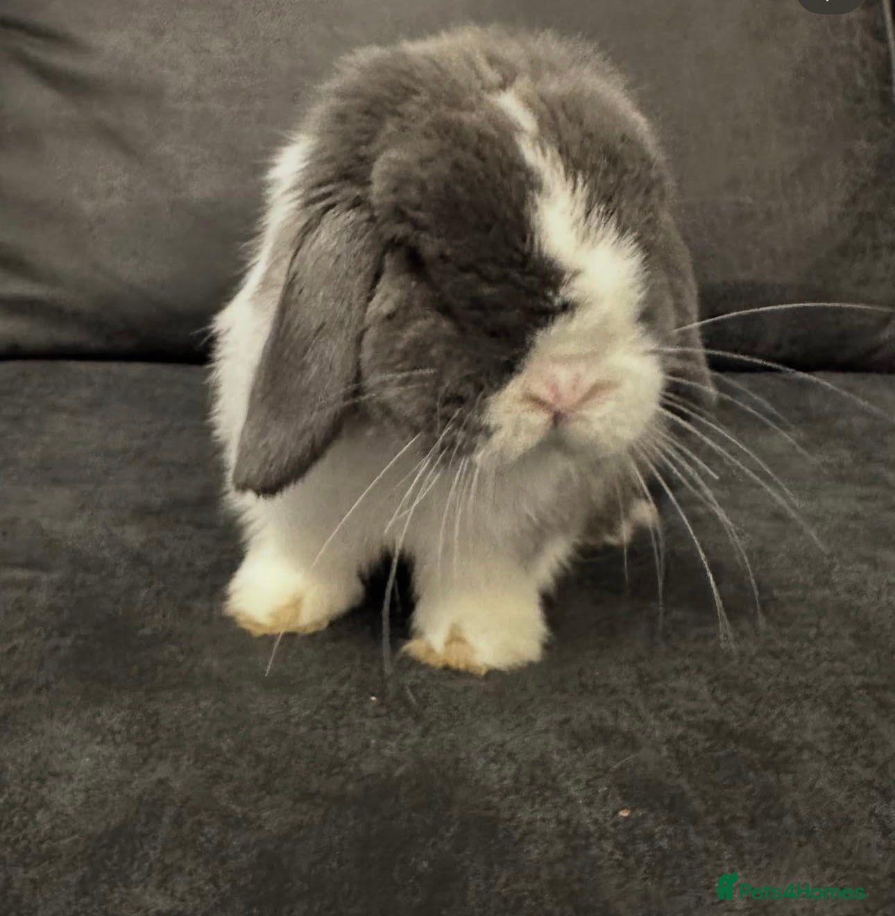 Mini Lop rabbits Vaccinated Purebred Minilop - Advert 4
