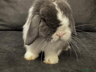 Mini Lop rabbits Vaccinated Purebred Minilop - Advert 2