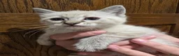 Mixed Breed cats for sale: Gorgeous Ragdoll Cross Kittens  - Advert 10