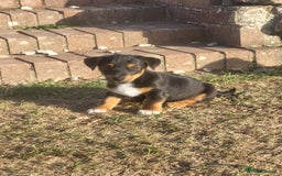 Jack Russell dogs for sale: miniature jack Russell puppies 1 girl left  - Image 12