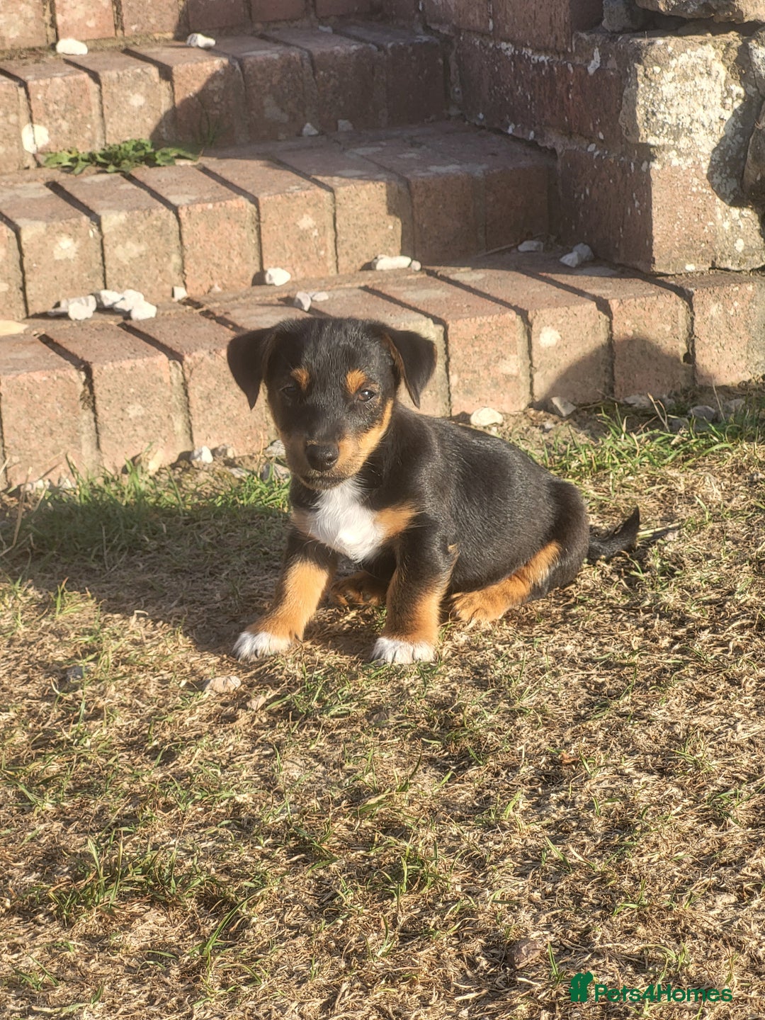 Jack Russell dogs for sale: miniature jack Russell puppies 1 girl left  - Image 12