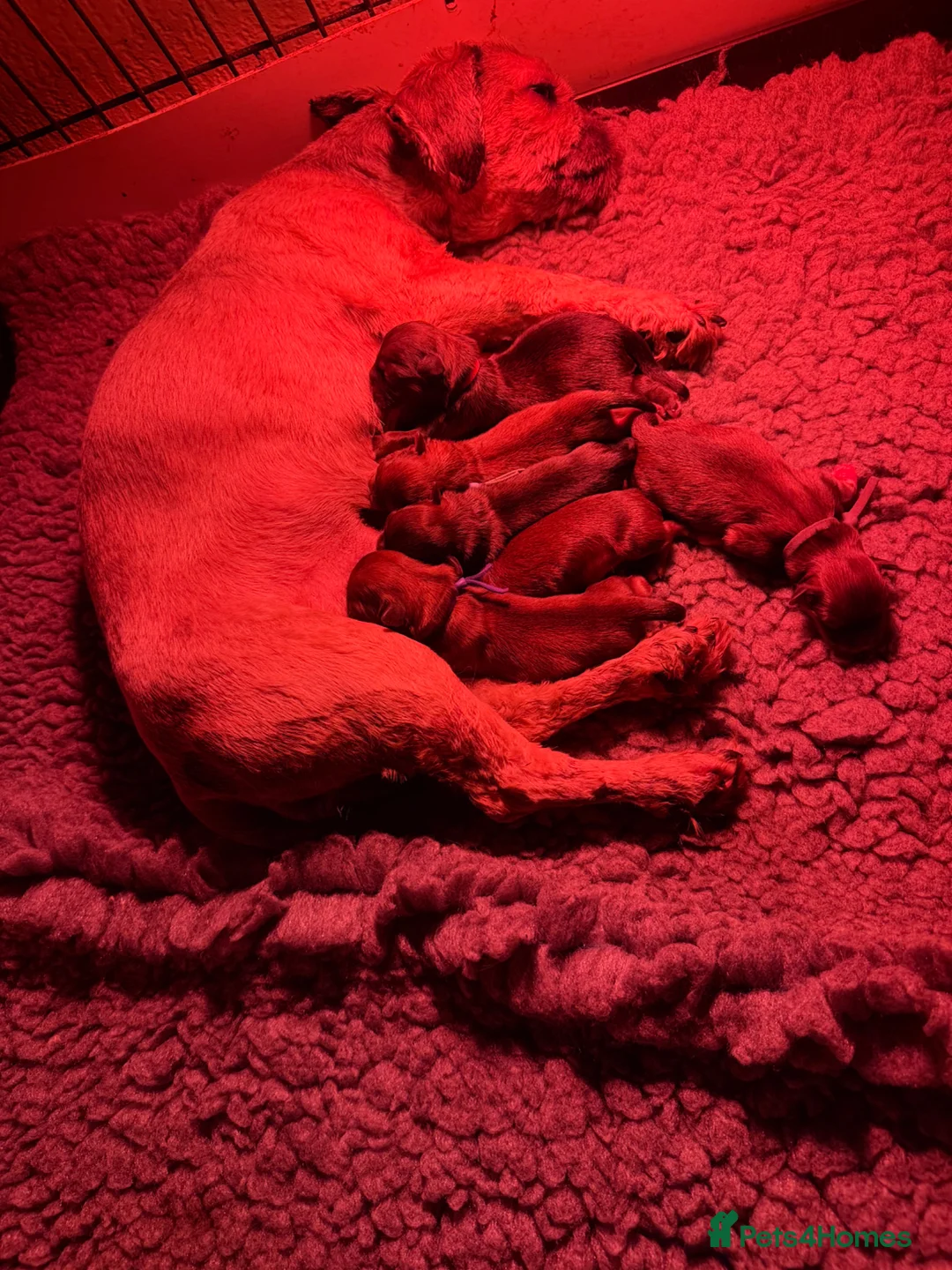Lhasa Apso dogs for sale: Gorgeous boys ready now - Advert 10